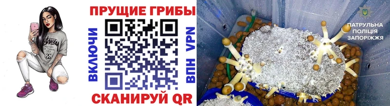 Галлюциногенные грибы Psilocybine cubensis  Купить  Краснослободск 